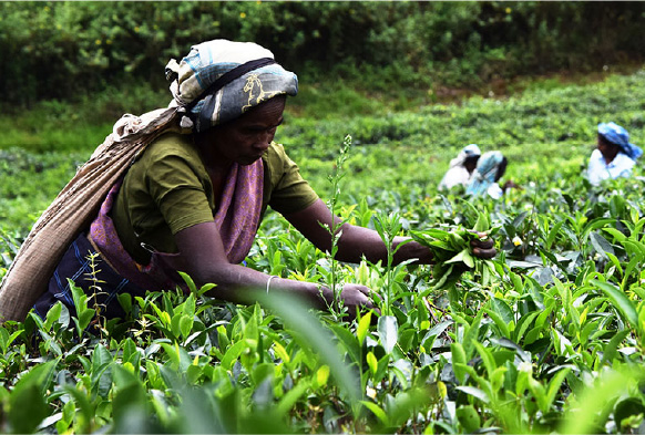ダミースリランカの紅茶農園と取り組む持続可能な農業