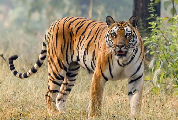 ダミー絶滅危惧種「トラ」の生態について｜トラを守るSDGsの活動とは